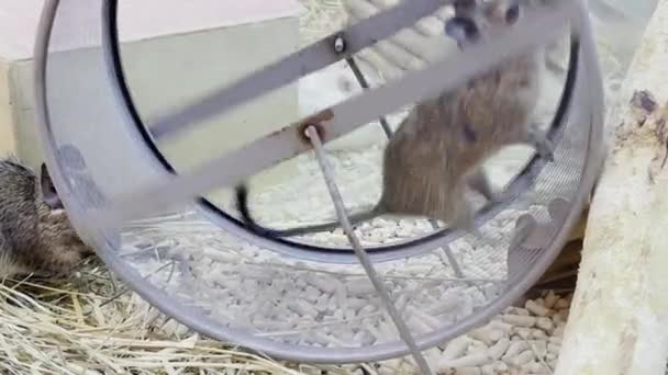 Rat Runs Wheel Circle Pets — Vídeo de Stock