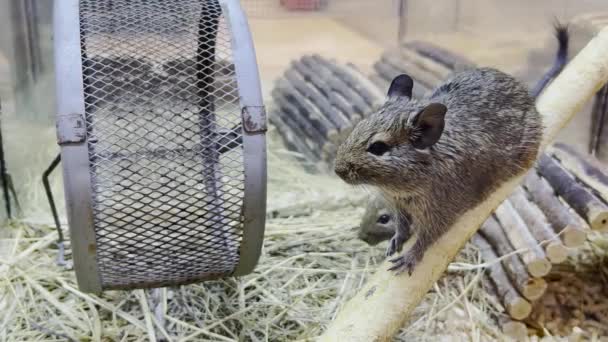 Laboratory Gray Rats Sit Cage Rodent Animal Concept — стокове відео