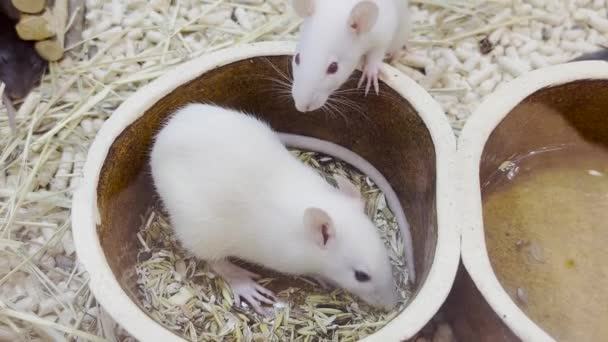 White Rats Eat Grain Sitting Cage Hand Rats — Stockvideo
