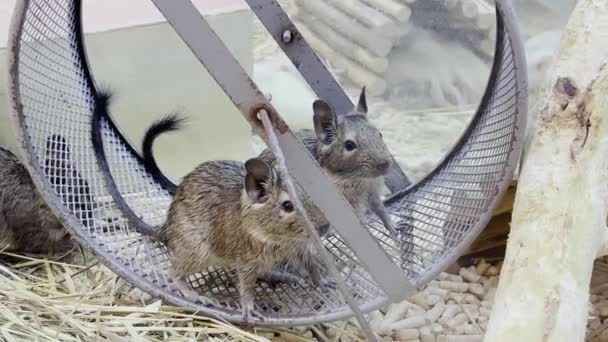 Pair Gray Mice Sitting Cage Beautiful Domestic Rodents — Vídeo de Stock