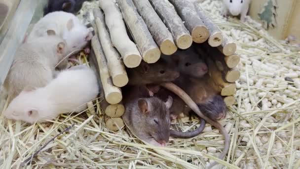 Group Mice Rests Wooden House Beautiful White Mice — Stockvideo