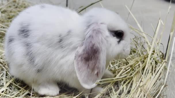 Close Beautiful Fluffy White Rabbit Sitting Looking Camera — Stockvideo
