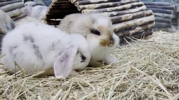 Lovely Bunny Easter Fluffy White Bunnies Adorable Rabbit Cage Easter — Wideo stockowe