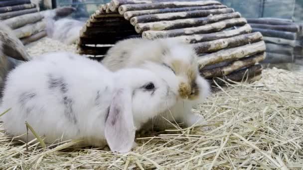 Easter Fluffy Bunnies Playing Together Cage Animal Nature Concept Happy — Video Stock