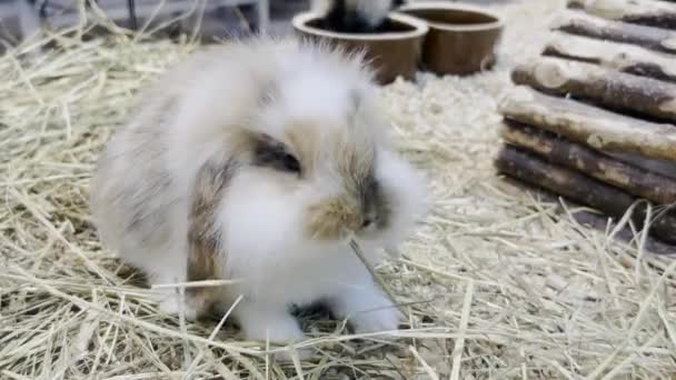 Fluffy Rabbit Big Ears Eats Dry Grass Fluffy Pets — Wideo stockowe