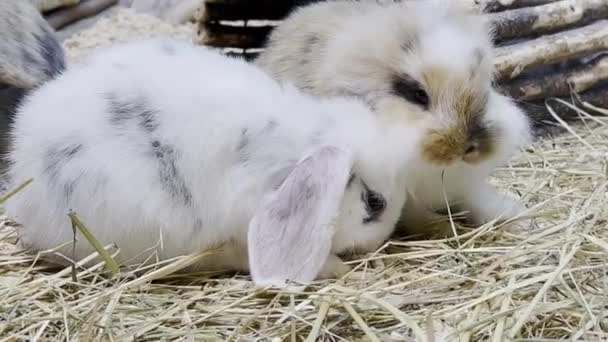 Close Family Fluffy Rabbits Big Ears Two Beautiful Bunnies Eating — Stockvideo