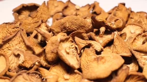 Close Many Dry Mushrooms Rotating Circle Dry Mushrooms Video — Stockvideo