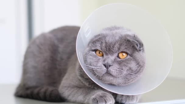 一只披着兽医衣领的漂亮的灰色绒毛猫坐着休息 一只猫在轻薄的背景下做完手术后最喜欢的家猫 — 图库视频影像