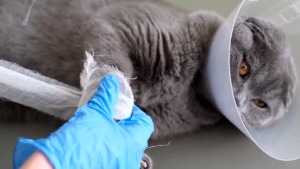Großaufnahme Bindet Ein Professioneller Tierarzt Handschuhen Eine Graue Katze Kranke — Stockvideo