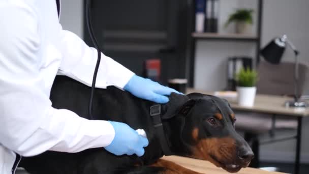 獣医師によって茶色の毛皮を持つ純血種の犬のクローズアップは 聴診器で聞きました 犬の獣医学試験 — ストック動画