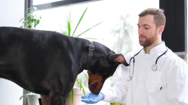 診療所で若い獣医に襲われている大きな犬のビデオ 動物療法士による定期検査 — ストック動画