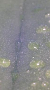 Tropical rain falls on a green leaf of a plant against the background of sunlight. Summer tropical rain. Video macro shooting