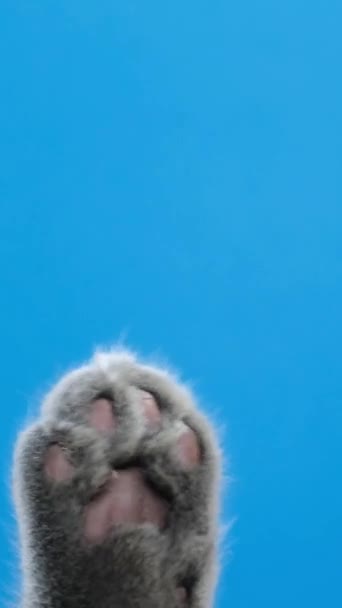 Μια Γκρι Γάτα Αγγίζει Μπλε Chromakey Οθόνη Πόδι Του Διαφήμιση — Αρχείο Βίντεο