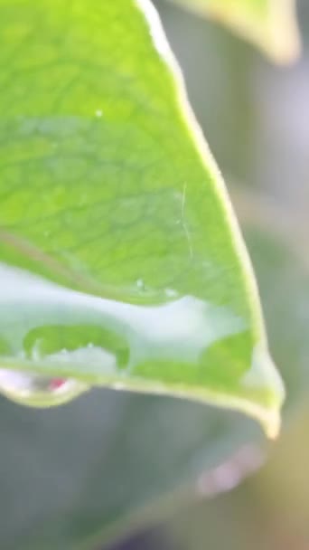 热带雨林绿叶上的雨滴 丛林中的雨滴 雨落在树上的叶子上 — 图库视频影像