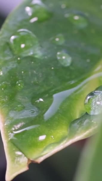 Близько Вологого Зеленого Листя Під Час Дощу Краплі Води Або — стокове відео