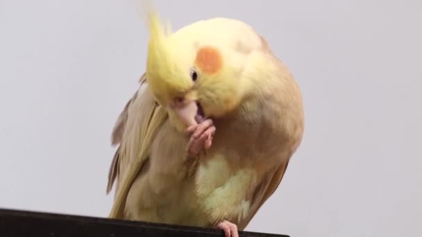 Avustralyalı Corella Papağanı Bir Dalda Otururken Kanatlarını Açar Tüylerini Temizler — Stok video