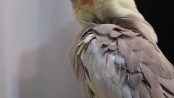 翼をきれいにする灰色の黄色のコレラの肖像画 — ストック動画