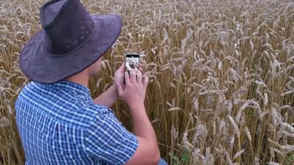 Landbouwkundige Maakt Foto Van Een Tarweveld Met Zijn Telefoon Rijpe — Stockvideo