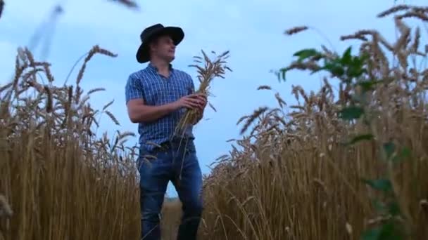 在金色的田野和天空的衬托下 年轻快乐的农民手里拿着成熟的麦穗 手里拿着谷物 农民为收成的质量感到自豪 — 图库视频影像
