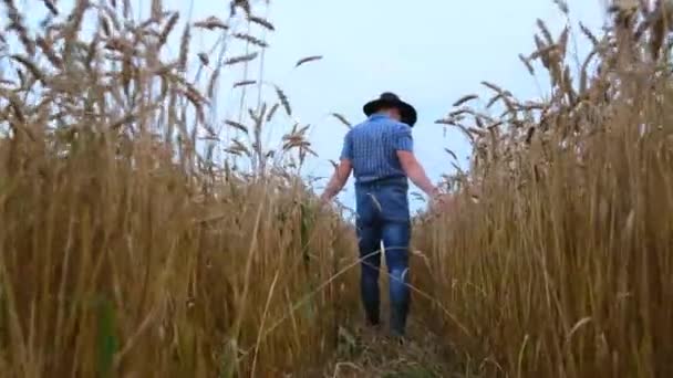 Jovem Agricultor Australiano Percorre Seu Campo Trigo Pôr Sol Satisfeito — Vídeo de Stock