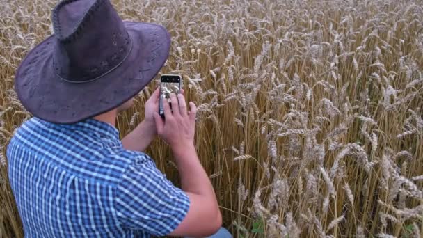 Landbouwindustrie Agronomist Fotografeert Tarweveld Klaar Voor Oogst Boer Landbouwgrond Met — Stockvideo