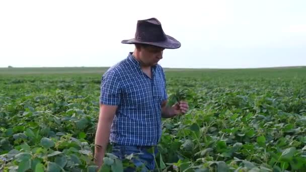 Agronom Kontroluje Pěstování Sójových Bobů Farmě Koncept Zemědělské Produkce Farmář — Stock video