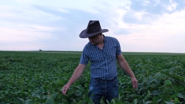 Een Agronomist Inspecteert Sojateelt Een Boerderij Een Jonge Landbouwkundige Onderzoekt — Stockvideo