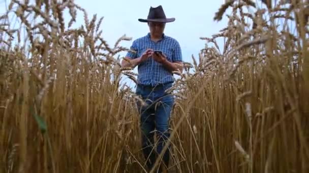 Agricultura Agricultor Agrónomo Inspeccionar Calidad Del Trigo Campo Listo Para — Vídeos de Stock