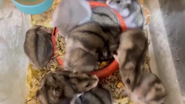 Grupo Hamsters Come Grãos Prato Belos Hamsters Cinzentos Vídeo Vertical — Vídeo de Stock