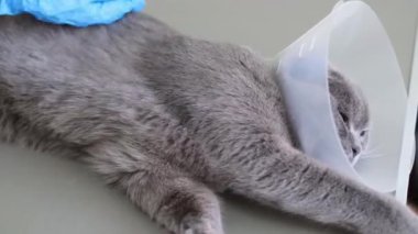 Bir veterinerin eli gri tüylü hasta bir kediyi okşuyor. Sevimli hayvanlar. Profesyonel bir veterinerde evcil hayvan tedavisi