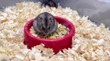 Küçük gri bir hamster pençeleriyle yüzünü yıkar. Kemirgen ailesinin evcil hayvanları. Dikey video.