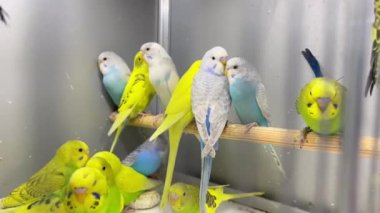 Bir grup muhabbet kuşu evcil hayvan dükkanında cam bir kafeste oturuyor. Çok renkli güzel papağanlar. Dikey video