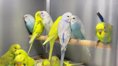 Birçok renkli papağan cam bir kafeste oturur. Güzel muhabbet kuşları. Dikey video.