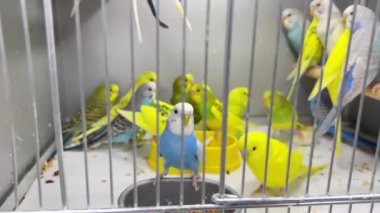 Budgerigar yakın plan bir kafeste oturuyor. Şirin yeşil ve mavi muhabbet kuşu. Evcil hayvanlar kuştur. Dikey video.