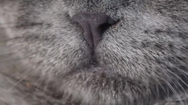 Close-up of a gray cats tongue and nose. Super slow motion shooting 240 fps