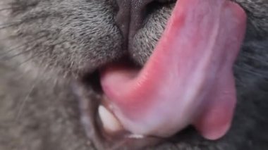 A close-up of a cats tongue licking itself from delicious food. Advertisement for cat food. Pets