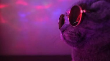 Portrait of a gray cat in fashionable glasses in neon light. A luxurious domestic kitten in glasses is posing on a purple background. Video in the studio