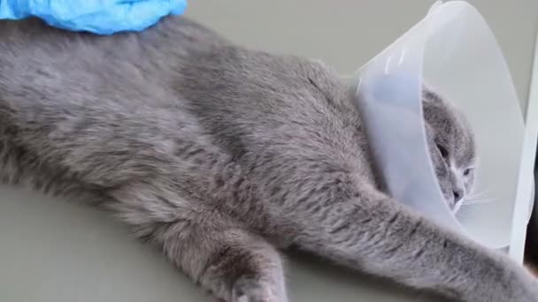 Egy Állatorvos Keze Simogat Egy Szürke Bolyhos Beteg Macskát Aranyos — Stock videók