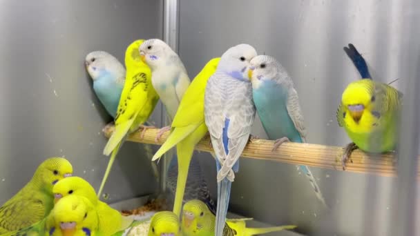 Wiele Kolorowych Papużek Siedzi Szklanej Klatce Piękne Papużki Pionowe Wideo — Wideo stockowe
