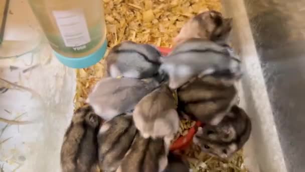 Grupo Hamsters Aproxima Alimentação Come Deliciosamente Hamsters Comem Cereais Pequenos — Vídeo de Stock