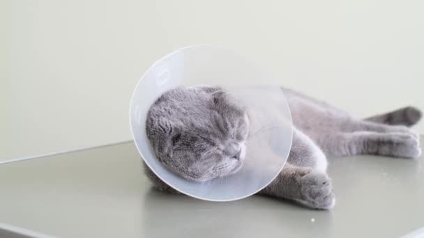 Eine Graue Reinrassige Katze Liegt Mit Einem Tierärztlichen Halsband Auf — Stockvideo