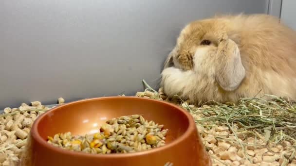 Beautiful Fluffy Brown Rabbit Sits Cage Big Hanging Ears Rabbit — Stock videók