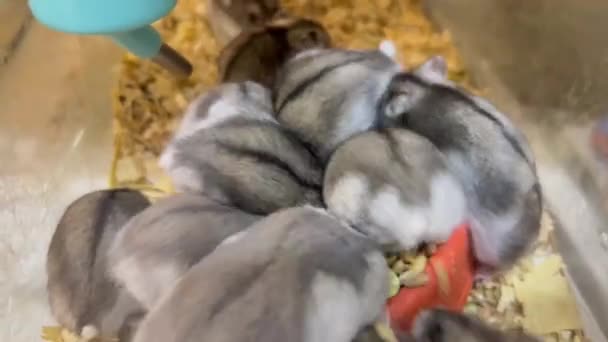 Pequenos Hamsters Cinzentos Comem Sementes Loja Animais Conceito Alimento Para — Vídeo de Stock
