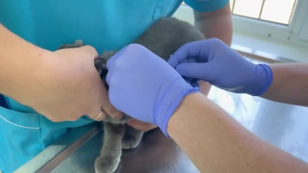 獣医クリニックで猫を捕まえる ペットを識別する現代的な方法 バーティカルビデオ — ストック動画