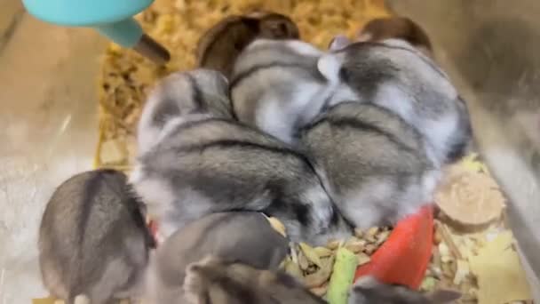 小さな灰色のハムスターはお互いを押し出して穀物を食べます ロッドのための美味しい食べ物 ペット バーティカルビデオ — ストック動画