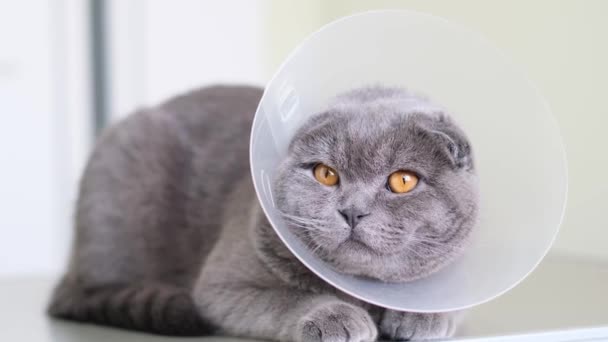 Piękny Szary Puszysty Kot Obroży Weterynaryjnej Siedzi Odpoczywa Kot Operacji — Wideo stockowe