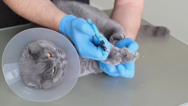 Veterinario Con Guantes Recorta Las Garras Gato Gato Collar Veterinario — Vídeos de Stock