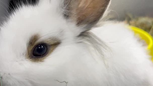 Close Fluffy White Rabbit Looking Camera Lens — Stock video
