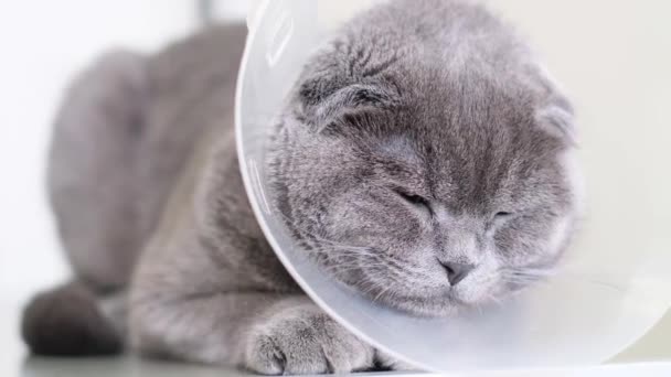 Primer Plano Hermoso Gato Gris Esponjoso Collar Veterinario Sentado Dormitando — Vídeos de Stock