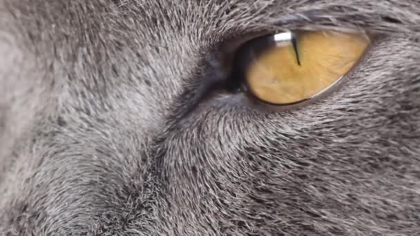 Close Yellow Eyes Gray Cat Super Slow Motion Shooting 240 — Vídeo de stock